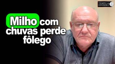 Milho perde fôlego com chuvas