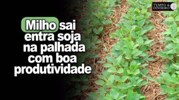Milho sai entra soja na palhada com boa produtividade em Rio Verde, GO, informa Alexandre Gazolla
