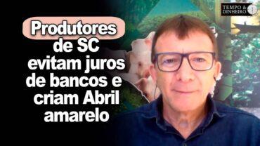 EXCLUSIVO: Suinos: produtores de SC evitam juros de bancos, combatem javalis e criam Abril Amarelo