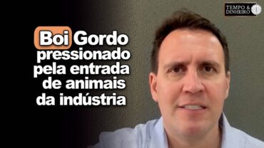 Boi gordo pressionado pela entrada de animais próprios da indústria? Thiago Bernardino, comenta