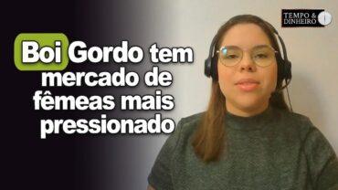 Boi gordo tem mercado de fêmeas mais pressionado, informa Isabela Zavatti, do CEPEA