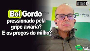 Boi gordo pressionado pela gripe aviária? E os preços do milho? A situação é grave?