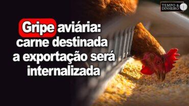 Gripe aviária: carne destinada a exportação será internalizada e deve pressionar outras proteínas