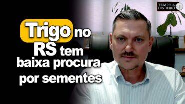 Trigo no RS tem baixa procura por sementes. Produtor que não aderir a cultura deve observar cobertura