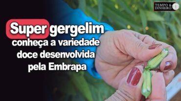 Super gergelim: você conhece a variedade doce desenvolvida pela Embrapa? Veja que maravilha!