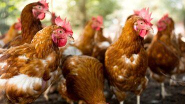 China suspende compra de carne de frango do Brasil por 60 dias após caso de gripe aviária – Estadão