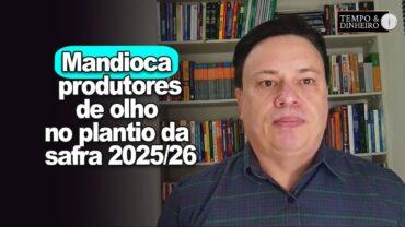 Mandioca: produtores de olho no plantio da safra 2025/26. A demanda pela raiz está aquecida