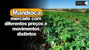Mandioca: mercado com diferentes preços e movimentos distintos entre as regiões, informa Fábio Felipe