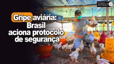 Gripe aviária no RS: Brasil aciona protocolo de segurança e exportações suspensas