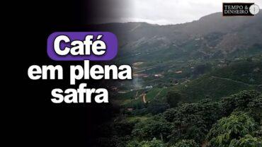 Café em plena safra: veja o registro de Jozoé do Carmo das montanhas de MG