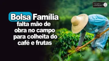 Bolsa família: falta mão de obra no campo para colheita do café, frutas e sobra multa aos produtores