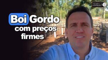 Boi gordo com preços firmes na véspera de feriado. Thiago Bernardino, do CEPEA, comenta