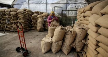 Exportação de café verde do Brasil recua quase 36% em maio com baixa oferta