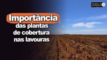 Importância das plantas de cobertura nas lavouras, alerta Dr Sementes, Alexandre Gazzola