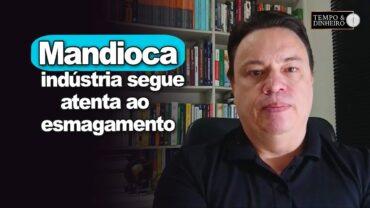 Mandioca: indústria segue atenta ao esmagamento, comenta Fábio Isaias Felipe, do CEPEA