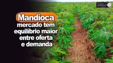 Mandioca: mercado tem equilíbrio maior entre oferta e demanda, informa Fábio Isaías Felipe, do CEPEA