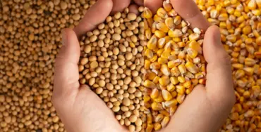 USDA deve aumentar a estimativa da área dos EUA da soja e reduzir a do milho