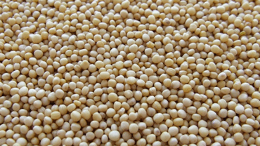 SOJA/CEPEA: Demanda externa sustenta preços domésticos