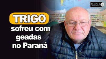 Trigo sofreu com geadas no Paraná, comenta Brandalizze
