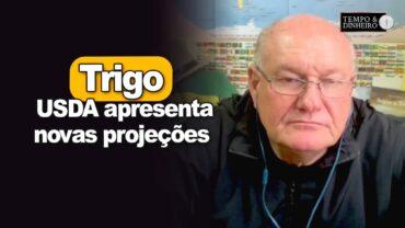 Trigo com queda na área nos EUA, informa Brandalizze