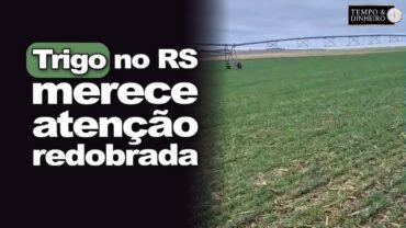 Trigo merece atenção redobrada pelo Gelso Pezzini, em Santa Barbara do Sul, no RS. Acompanhe