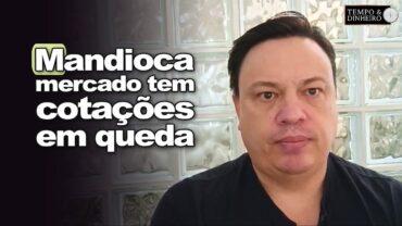 Mandioca: mercado tem cotações em queda enquanto produtor prioriza plantio