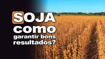 Soja: semente de qualidade garante bom resultado, alerta Alexandre Gazzola