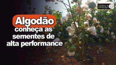 Algodão: produção em MG é fortalecida com sementes de alta performance e recomendações técnicas