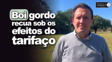 Boi gordo recua sob os efeitos do tarifaço de Trump. Thiago Bernardino, do CEPEA, analisa o mercado