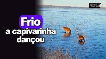 Frio no Sul! Até o ratão do banhado “dança” em lagos congelados. Veja as imagens