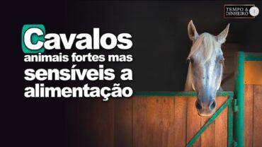 Cavalos: animais fortes mas sensíveis a alimentação e clima. Quais cuidados?
