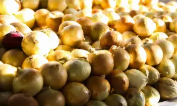 CEBOLA/CEPEA: Safra potiguar deve começar com um pouco de atraso