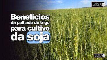 Saiba dos benefícios da palhada de trigo para cultivo da soja! Veja com Alexandre Gazolla
