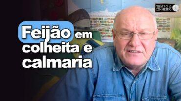 Feijão em colheita e calmaria, analisa Vlamir Brandalizze