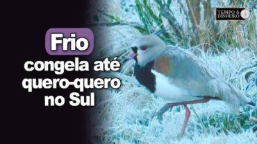 Frio congela até quero-quero no Sul. Veja as imagens