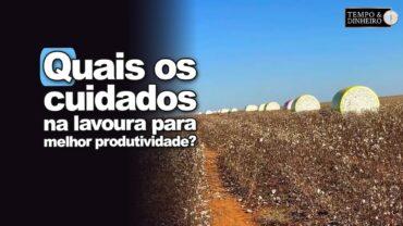 Soja e gergelim em Água Boa. Gazolla destaca quais cuidados e orientações para melhor produtividade