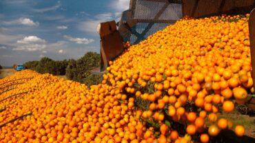 CITROS/CEPEA: Chuvas ajudam, mas ainda é necessário maior volume para uma boa produção