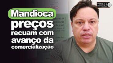 Mandioca: preços recuam com avanço da comercialização, informa Fábio Isaías Felipe, do CEPEA