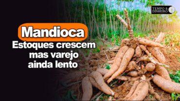 Mandioca: mercado acompanha crescimento dos estoques e lentidão no varejo, informa Fábio Felipe