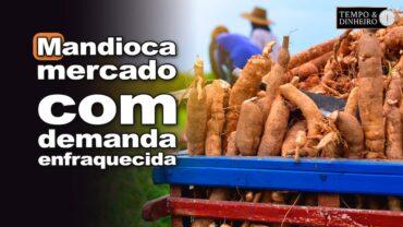 Mandioca: mercado com demanda enfraquecida por derivados e raiz, informa Fábio Isaías Felipe