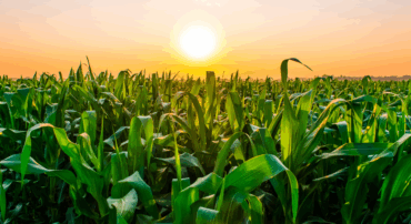 Milho corrige em Chicago