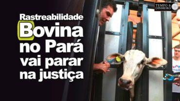 Rastreabilidade Bovina no Pará: decreto estadual considerado ilegal vai parar na Justiça