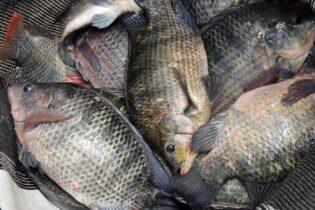 TILÁPIA/CEPEA: Fraca demanda mantém pressão sobre valores, mas oferta sinaliza recuo