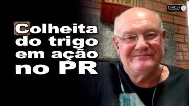 Trigo no Paraná: colheita em andamento e novidades no mercado