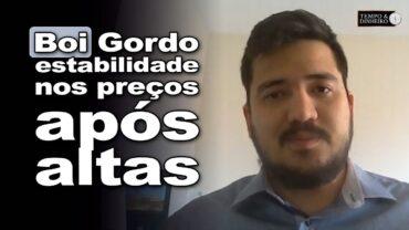 Boi gordo encerra primeira quinzena com estabilidade nos preços após altas