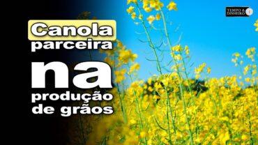 Canola segue como importante parceira na produção de grãos, explica Alexandre Gazolla