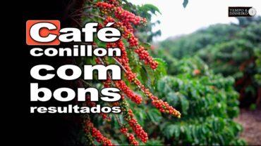 Café conilon finaliza safra no ES com bons resultados, mas de olho no clima