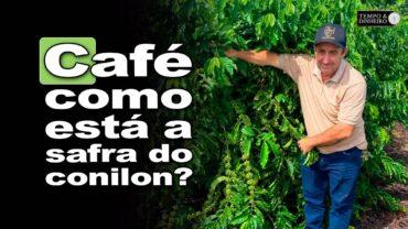 Café: safra de conilon em Jaguaré, ES, está quase finalizada e acima da anterior