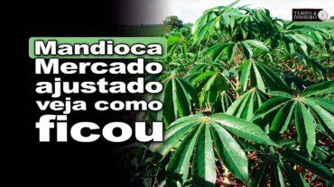 Mandioca: mercado segue com oferta mais ajustada e preços mais firmes, informa Fábio Isaías Felipe