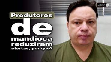 Mandioca: produtores reduzem oferta diante de preços baixos, informa Fábio Isaías Felipe, do CEPEA